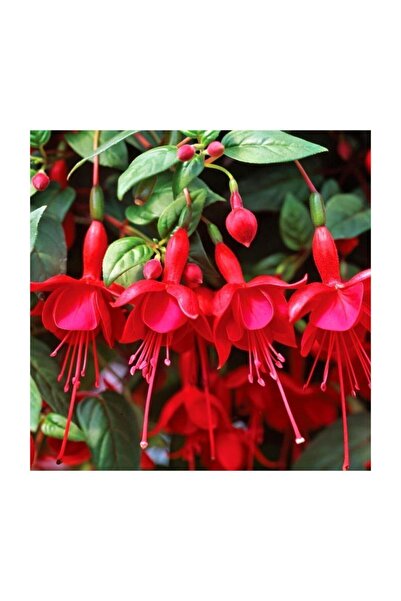 variegataseeds Karışık Küpeli Çiçeği Tohumu 5 Adet Tohum