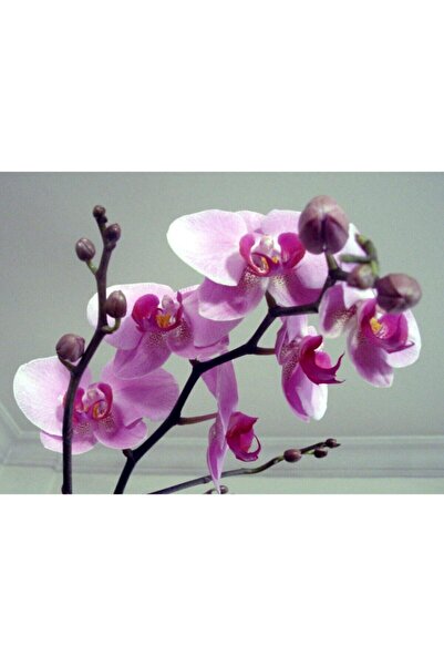variegataseeds Soft Pembe Orkide Tohumu 10 Adet