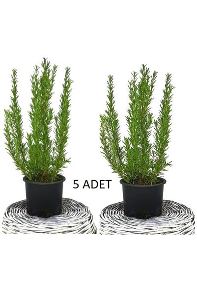 serada decor & plant 5 ADET Biberiye (Kuş Dili Otu) Set 5li 50 cm (Yemeklerde Kullanılabilir Biberiye)