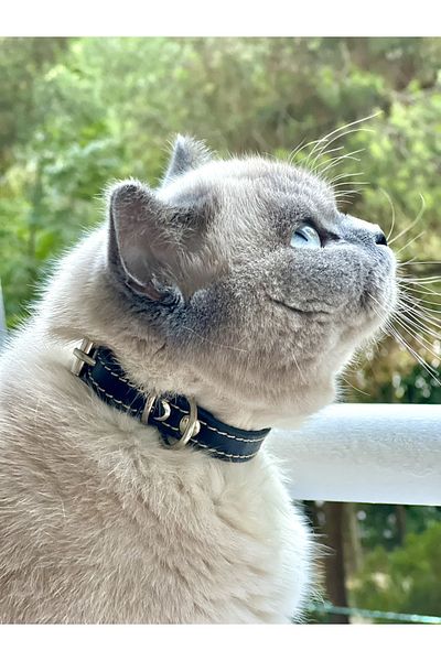 TB Leather Real Leather Cat Collar - Guaranteed Non-Breakable Collar - Black Leather Collar with Vegetable Stitching