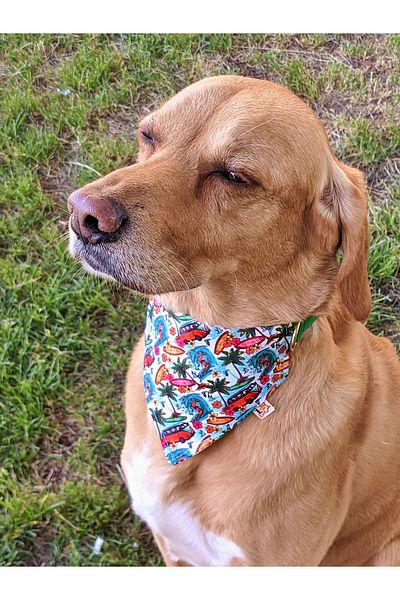 UTDpet Palm Beach Dog Collar with Scarf