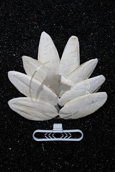 Petistera 8 Adet Temizlenmiş Mürekkep Balığı (KALAMAR) Kemiği 8 Cm Tutacak