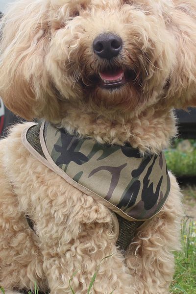 Globodepo Chest Body Collar with Adjustable Collar and Bandana - Dog Harness Anti-Escape, Accessory