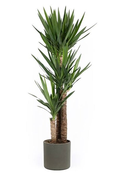 SARMASK Yuka bitkisi - yucca bitkisi büyük Boy ( 150 cm - 200 cm )