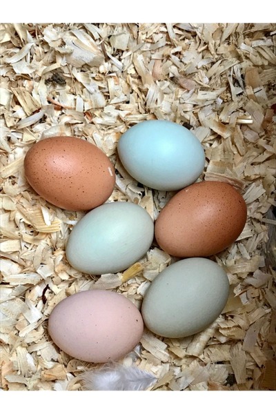 sude hayvancılık YUMURTA mavi kuluçkalık 12ADET