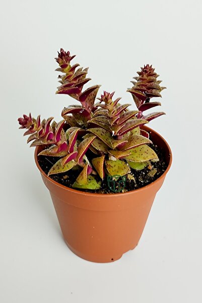 Speckle pyramid leaf rare species succulent red Crassula Exilis Picturata gives small white flower