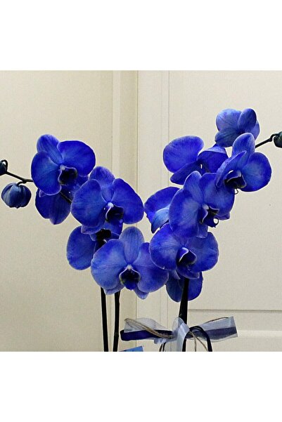 variegataseeds Kadife Mavi Orkide Tohumu 10 Adet