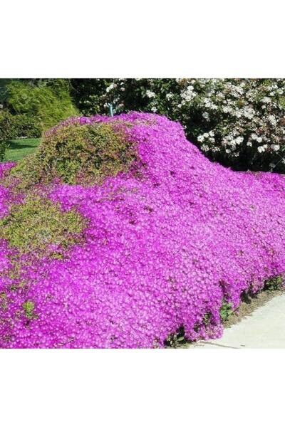 variegataseeds Acem Halısı Çiçeği Tohumu 10 Adet