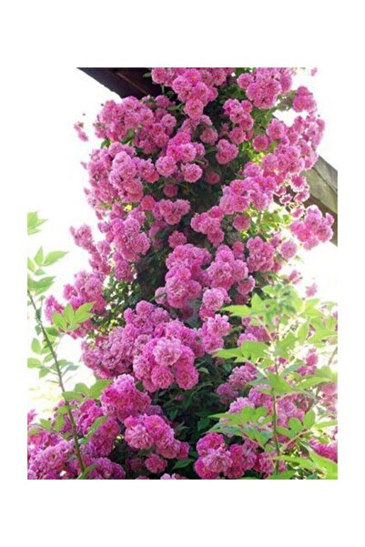 variegataseeds Pembe Sarmaşık Gül Tohumu 5 Adet Tohum