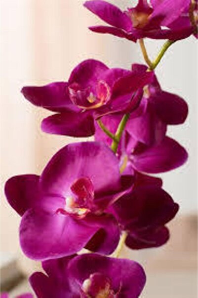 variegataseeds Fuşya Orkide Tohumu 10 Adet