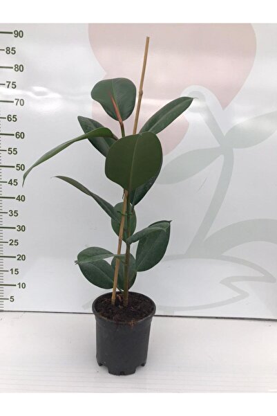 Genel Markalar Bitki Dünyam Kauçuk Çiçeği - Ev Ofis Çiçeği