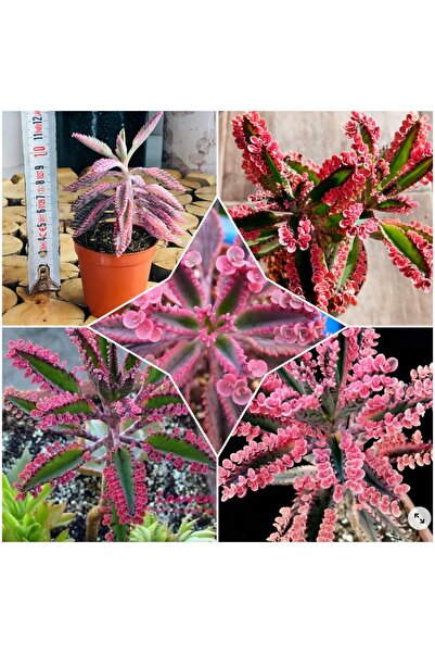 bitkidünyam Aşkın Gözyaşı Pembe 5.828882