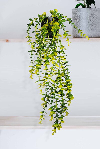 Lilac Home Özel Tasarım Iki Renkli Elmas Siyah Saksılı Sarı - Yeşil Okaliptus Sarkıtı