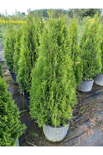 Smargat Yeşil Smargat Mazı - Piramit Mazı Çamı(120-150cm)* 28 lt HAZIR SAKSIDA