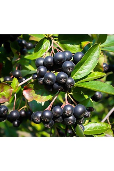 bahçevilya Aronia ( Aronya) Fidanı Küçük Saksılı