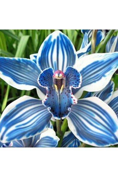 variegataseeds Cymbıdıum Orkide Tohumu 10 Adet