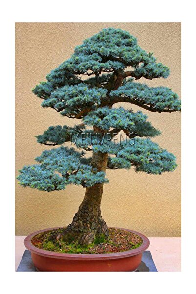 variegataseeds Bodur Mavi Selvi Bonsai Ağacı Tohumu 5 Adet