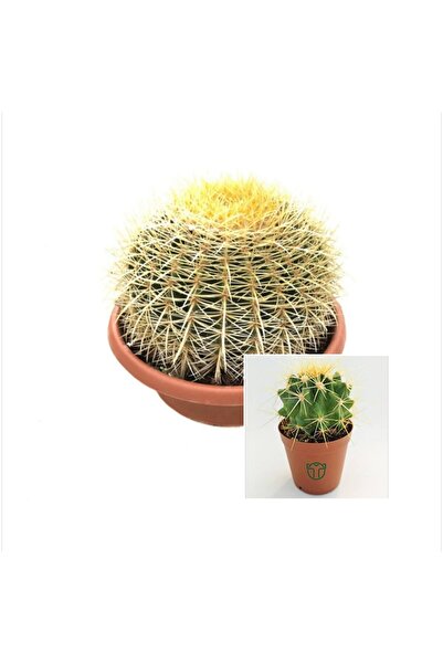 bitkidünyam Fide Boy Altın Fıçı Kaktüs 5.5 Saksıda