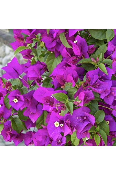 bitkidünyam Tüplü Mor Çiçekli Begonvil Çiçeği Fidanı