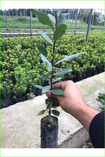 Genel Markalar Defne Fidanı 40-60 cm