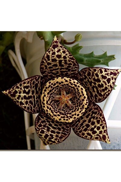 Genel Markalar Leş Kaktüsü