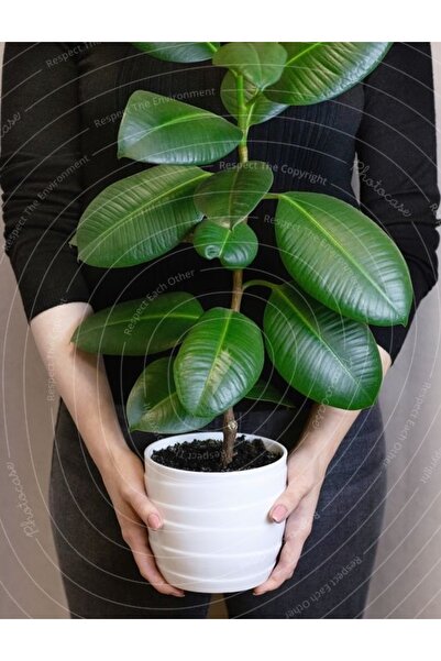 Genel Markalar Kauçuk Ağacı Ficus Elastica Seramik Saksıda