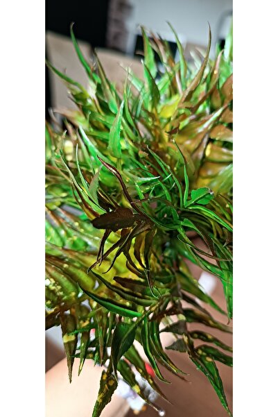 mucizevim yapay kokina yaprakları 5'li dal, arajman, kapı süsü, yılbaşı dekor...