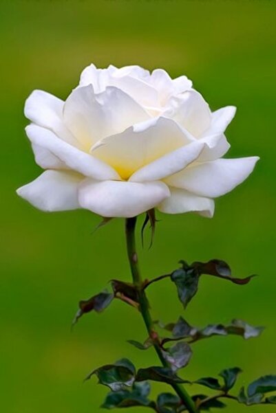 ÇİÇEKFLİX Bodur beyaz gül fidesi fidani 37-46cm açık kök