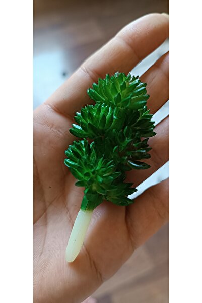 mucizevim سيدوم مائي صناعي، زهرة صناعية مظهر طبيعي 3x8 سم