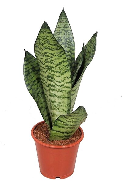 Bitkim Sende Sansevieria Zeylanica Paşa Kılıcı Hava Temizleyici Bitki Ev Ofis...