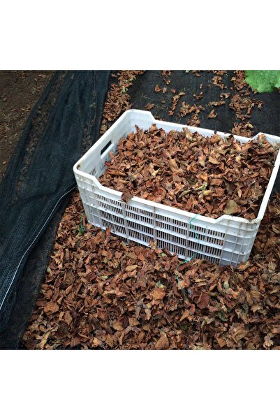 SeraTrend 2X5 METRE FINDIK SERGİSİ FINDIK TOPLAMA FİLESİ FINDIK KURUTMA ÖRTÜSÜ 40'LIK GÖLGELİK FINDIK ALTI FİL