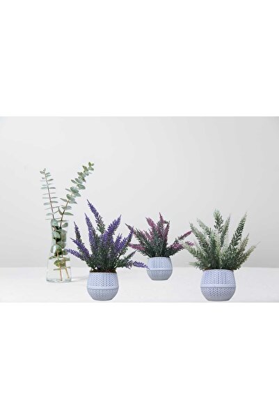 Cennet Home Saksıda Doğal Dokulu Lavanta 3lü Set Beyaz Mor Lila Hasır Görünüm...