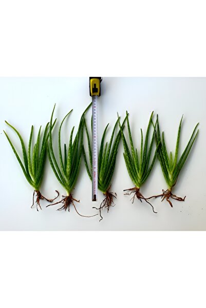 LİFE SHOP 1 Adet Aloe Vera Fidesi 25-30 Cm Arası Şifalı Sarısabır Aloe Vera (ALOVERA) Fidanı