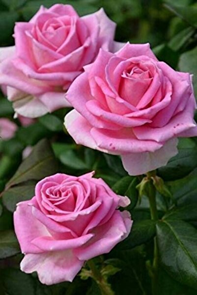 ÇİÇEKFLİX Fide fidan çiçek Kokulu pembe gül fidesi açık kök 35-40cm dikime hazır 1 adet