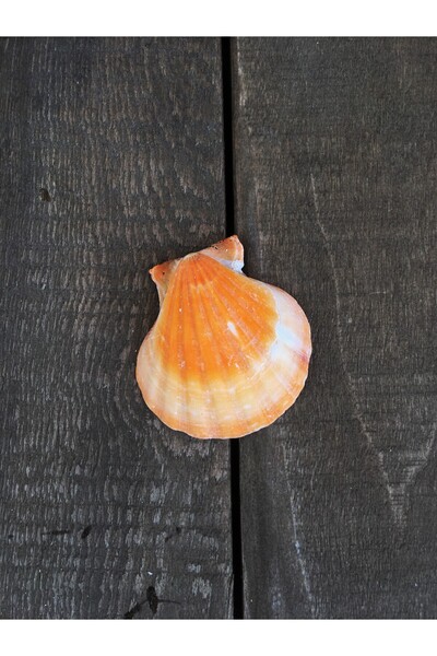 özde dekor Real Oyster / Seashell Buckle (ORANGE)
