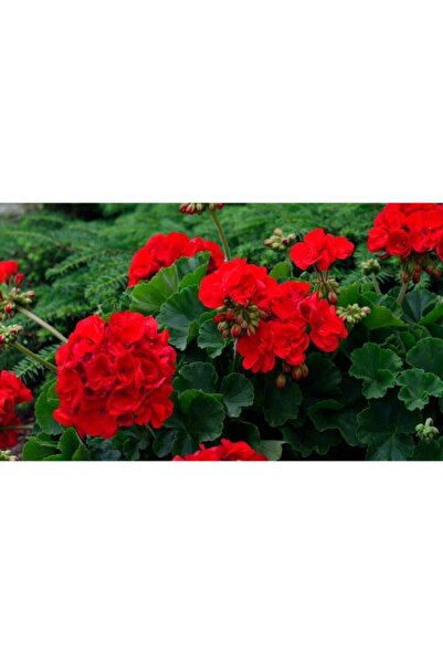 YAĞMUR BOTANİK Sardunya Fidesi Kırmızı Saksılı 10 Cm