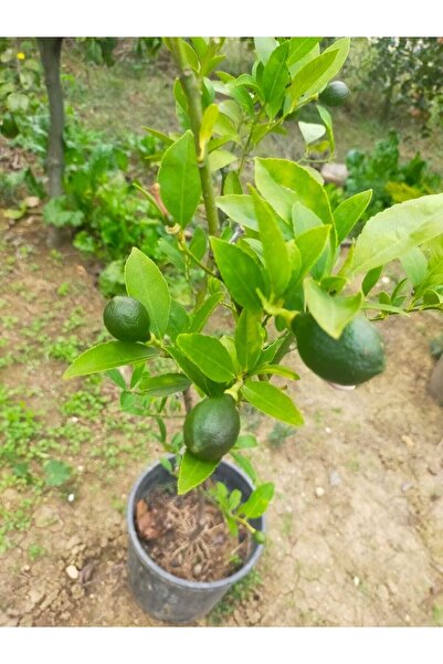 Dwarf Eating Lemon Sapling (Age 6)