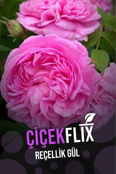 ÇİÇEKFLİX ısparta kokulu gül kokulu 1 adet açık kök25-35cm
