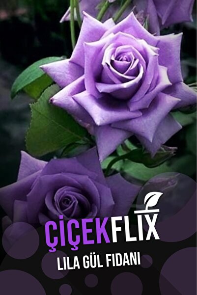 ÇİÇEKFLİX lila gül çiçeği bitkisi fidani açık kök 1 adet 30-40cm