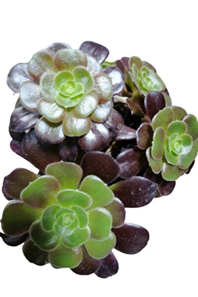 serada decor & plant Aeonium Arboreum Var. Atropurpureum Sukulent Bitki