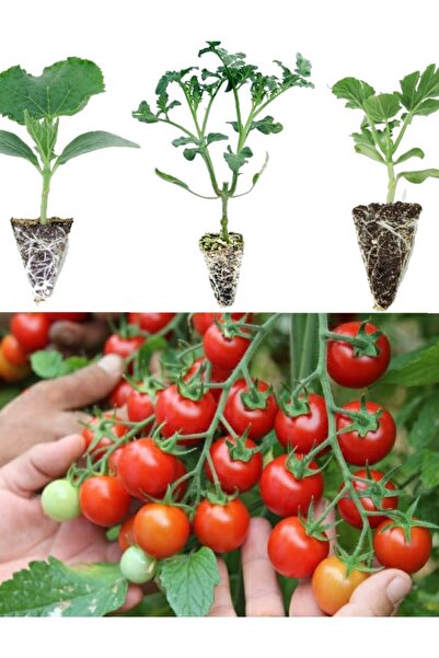EGE GARDEN Çeri Domates Fidesi 6 Adet Organik Fide
