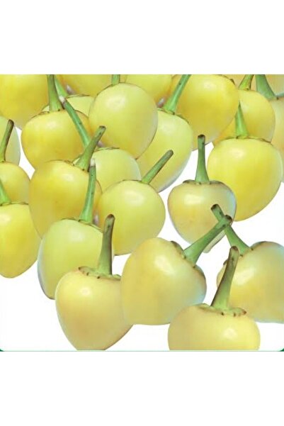 Fide Sepeti Misket Biber Tohumu 5 gr 1 Paket