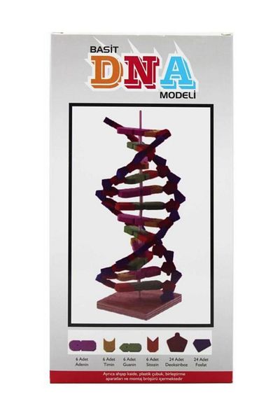 Emin İş Eğitim Eva DNA Model Set