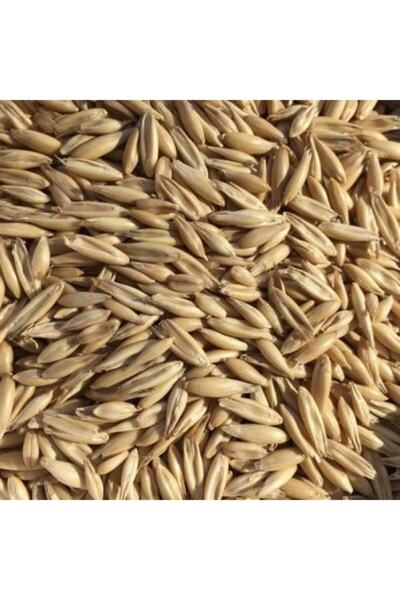 Nazilli Aşan Tarım Yulaf Tohumu 1 Kilogram Ilaçsız Yulaf Tohumu Doğal