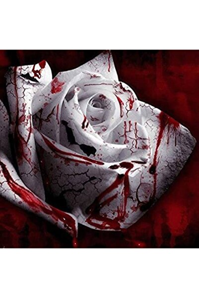 Tohum Dünyam 5 Adet Blood Rose Gül Tohumu