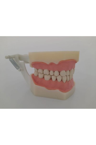 POLYWAX Fuji Uyumlu Çene Çalışma Modeli, Diş Hekimliği Fak. Öğrencileri Eğitimi Için,32 Dişli (BLK3420)