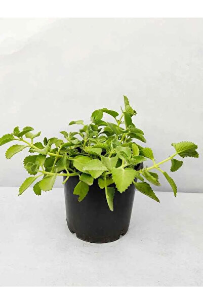 The Best Online Küba Kekiği Fidanı, Saksıda, 5-15 cm, 1 Adet