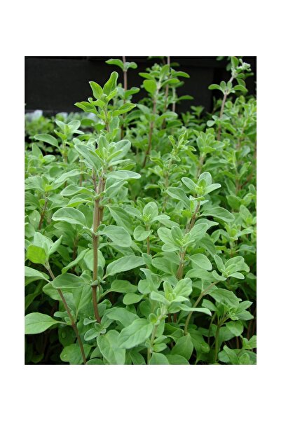 The Best Online Origanum onites İzmir Kekiği, Bilyalı Kekik, Saksıda, 5 Adet