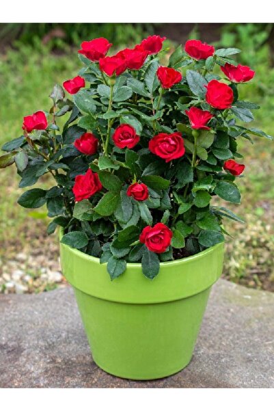 ÇİÇEKFLİX ÇİÇEKLİ BODUR fidanı gül açık kök kırmızı renk gül