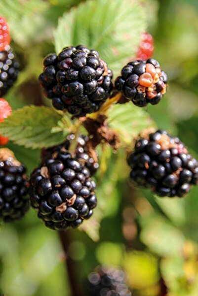 bahçevilya Yediveren Böğürtlen fidanı [Rubus fruticosus} tüplü